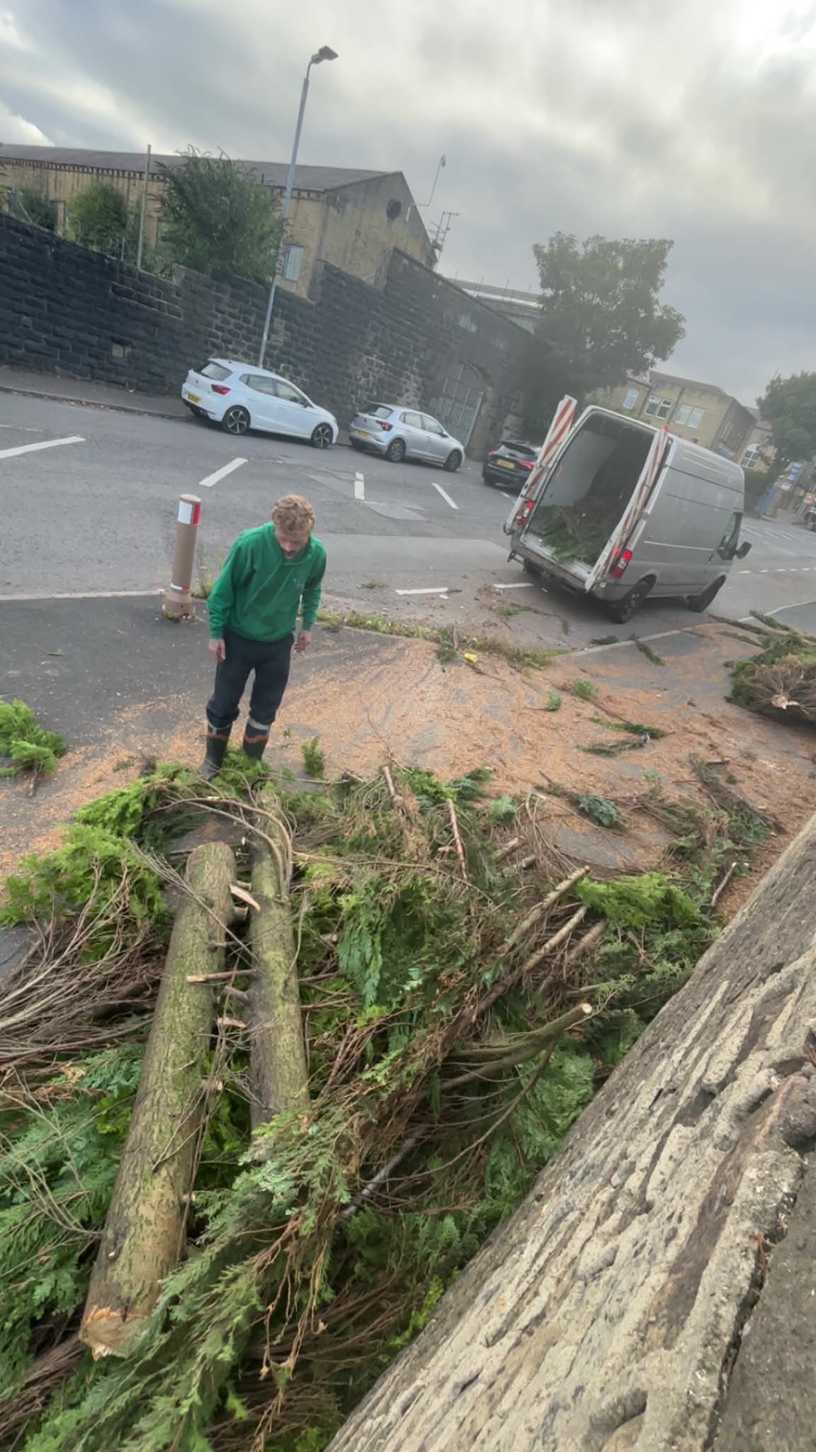 Branches and cut timber following tree felling